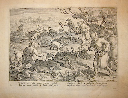 Galle Cornelius (1576-1650) Vipera in Italiae gaudet latitare palude... (Caccia alla vipera) 1596 Anversa